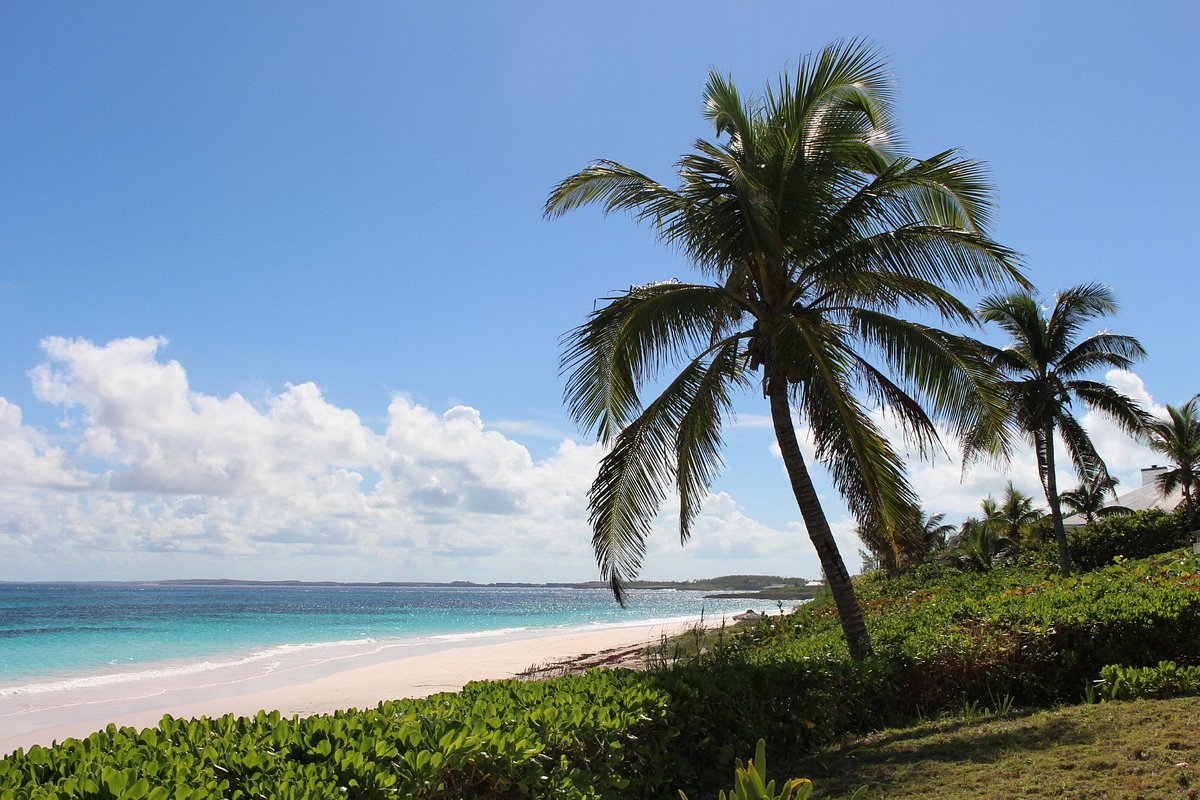 pink sands beach